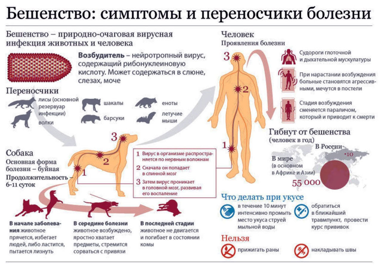 против укусов от собак первая помощь