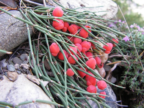 Ephedra_equisetina_1