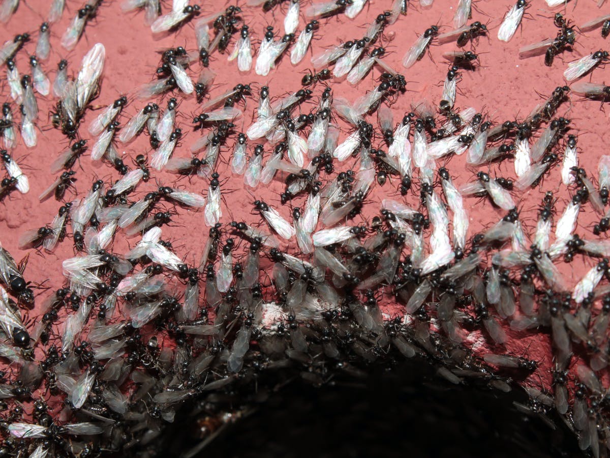 Крытая самки муравьев