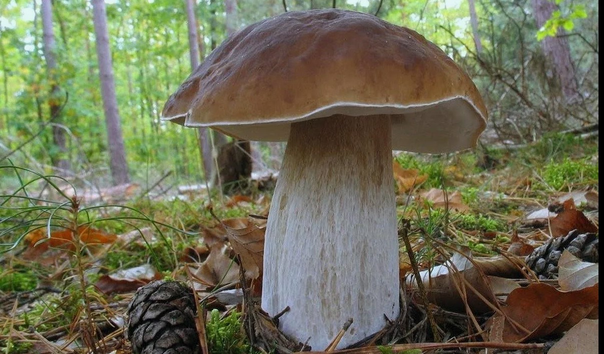 Boletus edulis
