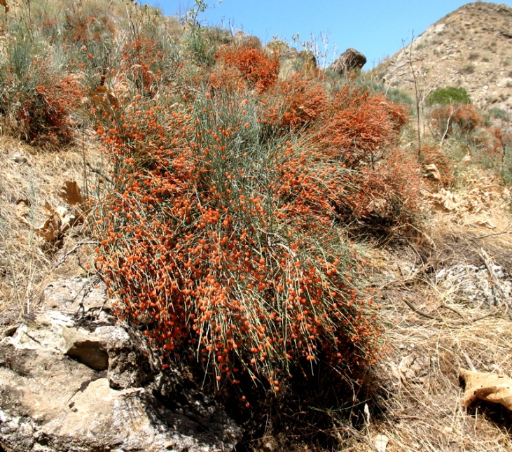 Ephedra_procera_4