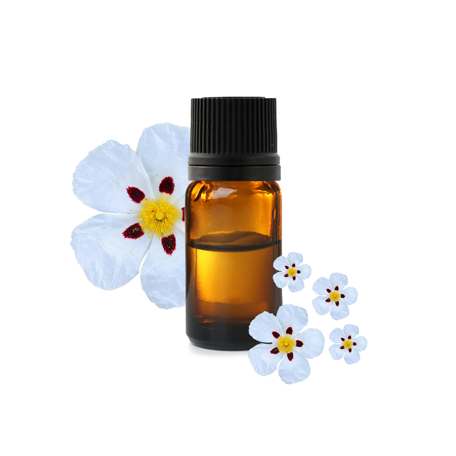 циста циста.jfif