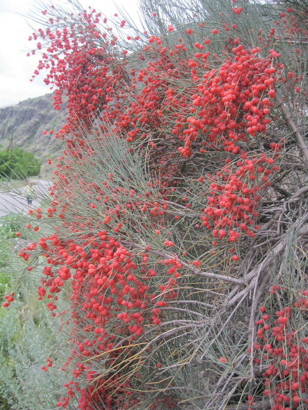 Ephedra_procera_5