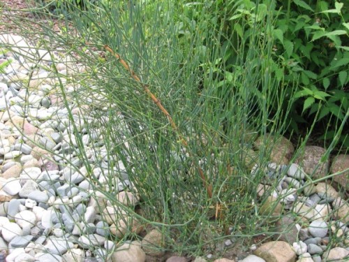 Ephedra_americana_1