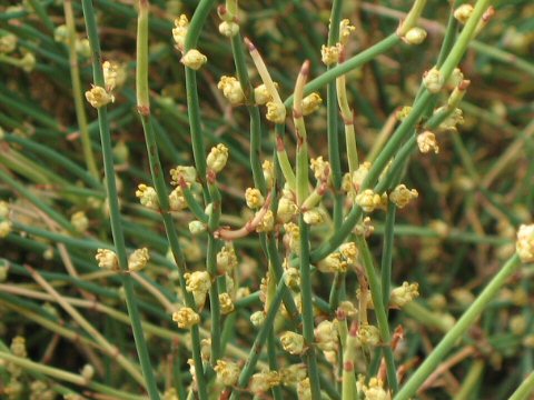 ephedra-gerardiana-5