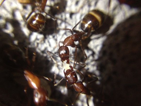 Camponotus turkestanicus Содержание и уход