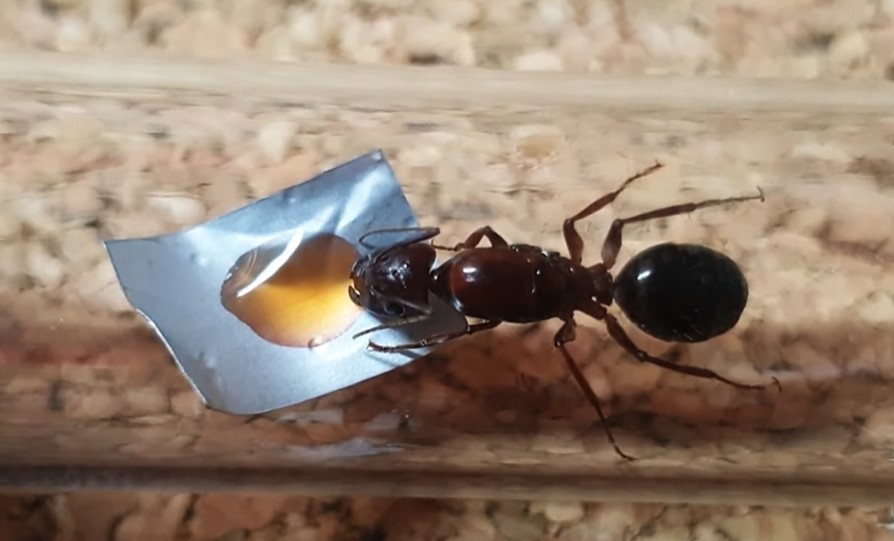 Camponotus turkestanicus Содержание и уход