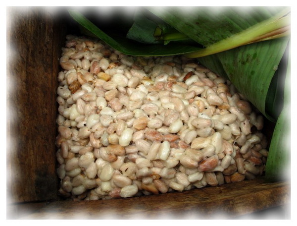 Ферментация какао бобов в ящиках