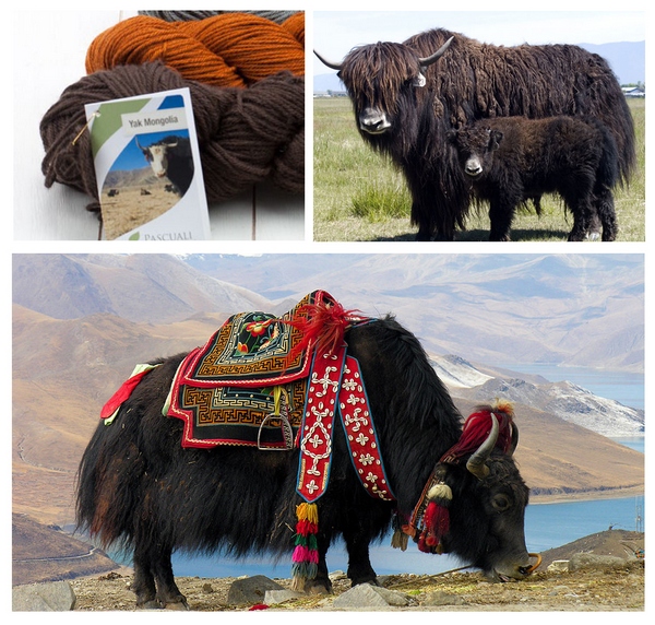 yak-.jpg