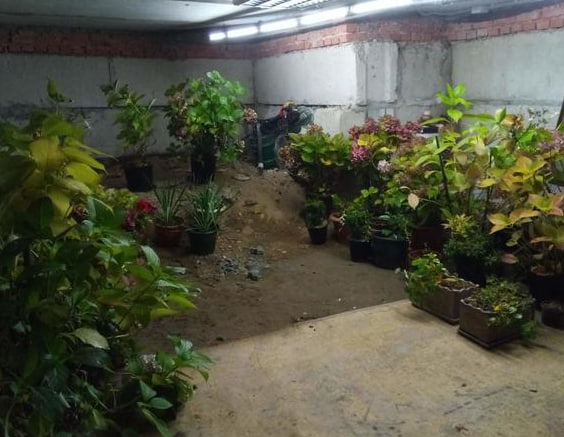 Хранение гортензии в горшках зимой