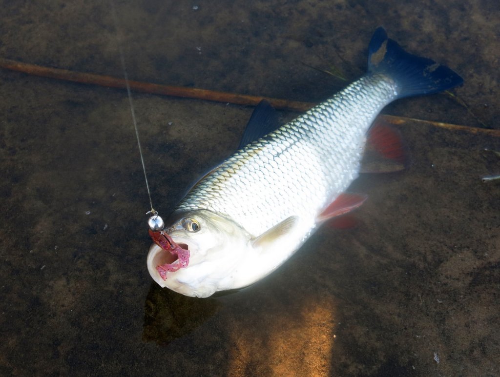 golavl_kljunul_na_silikon golavl_kljunul_na_silikon.jpg