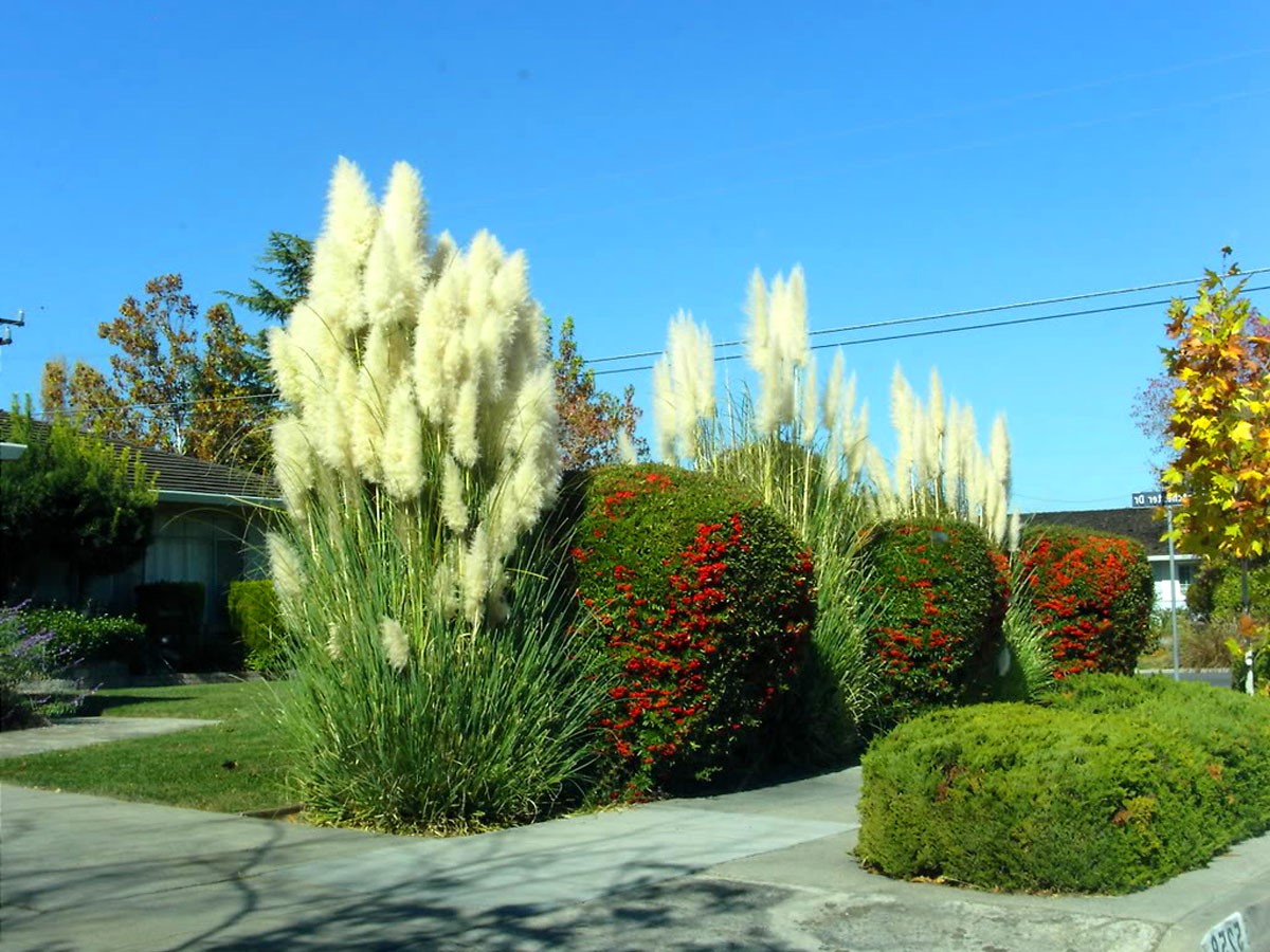 Кортадерия пампасная трава