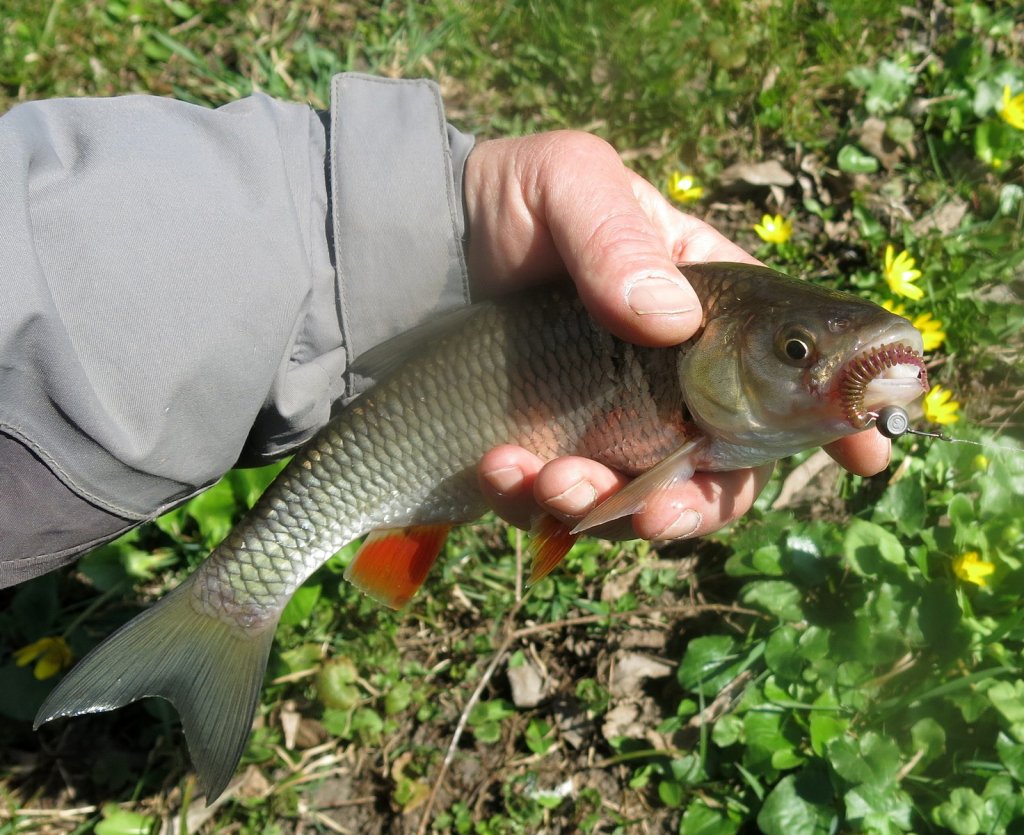 golavl_poyman_na_microjig golavl_poyman_na_microjig.jpg