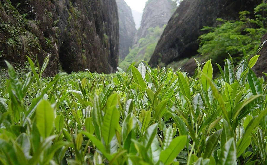 dahunpao-leaf.jpg