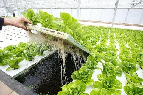 15 лучших растений для выращивания в гидропонике (овощи, травы или фрукты)
