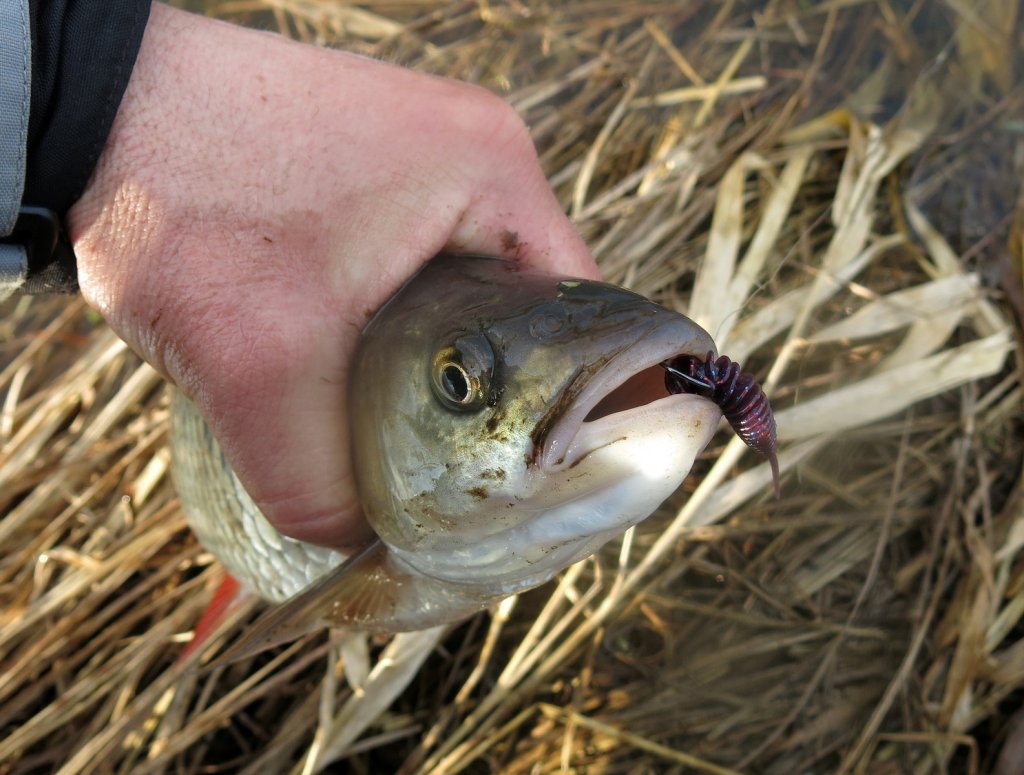 golavl_s_mjagkoy_primankoy_vo_rtu golavl_s_mjagkoy_primankoy_vo_rtu.jpg