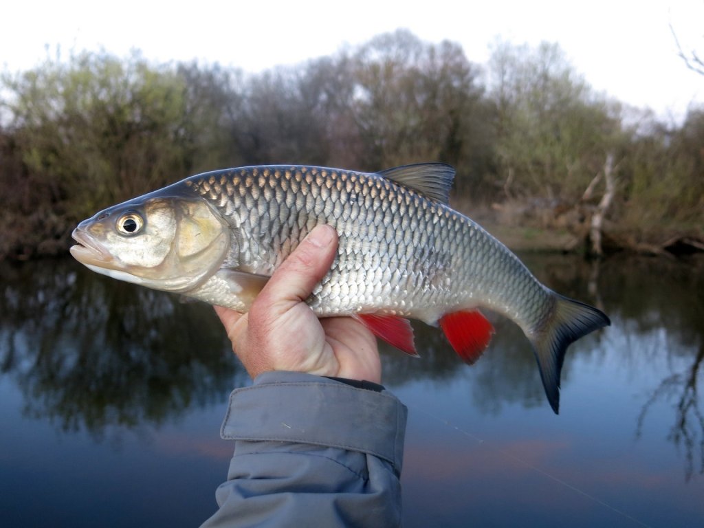 horoshiy_golavl_v_ruke horoshiy_golavl_v_ruke.jpg