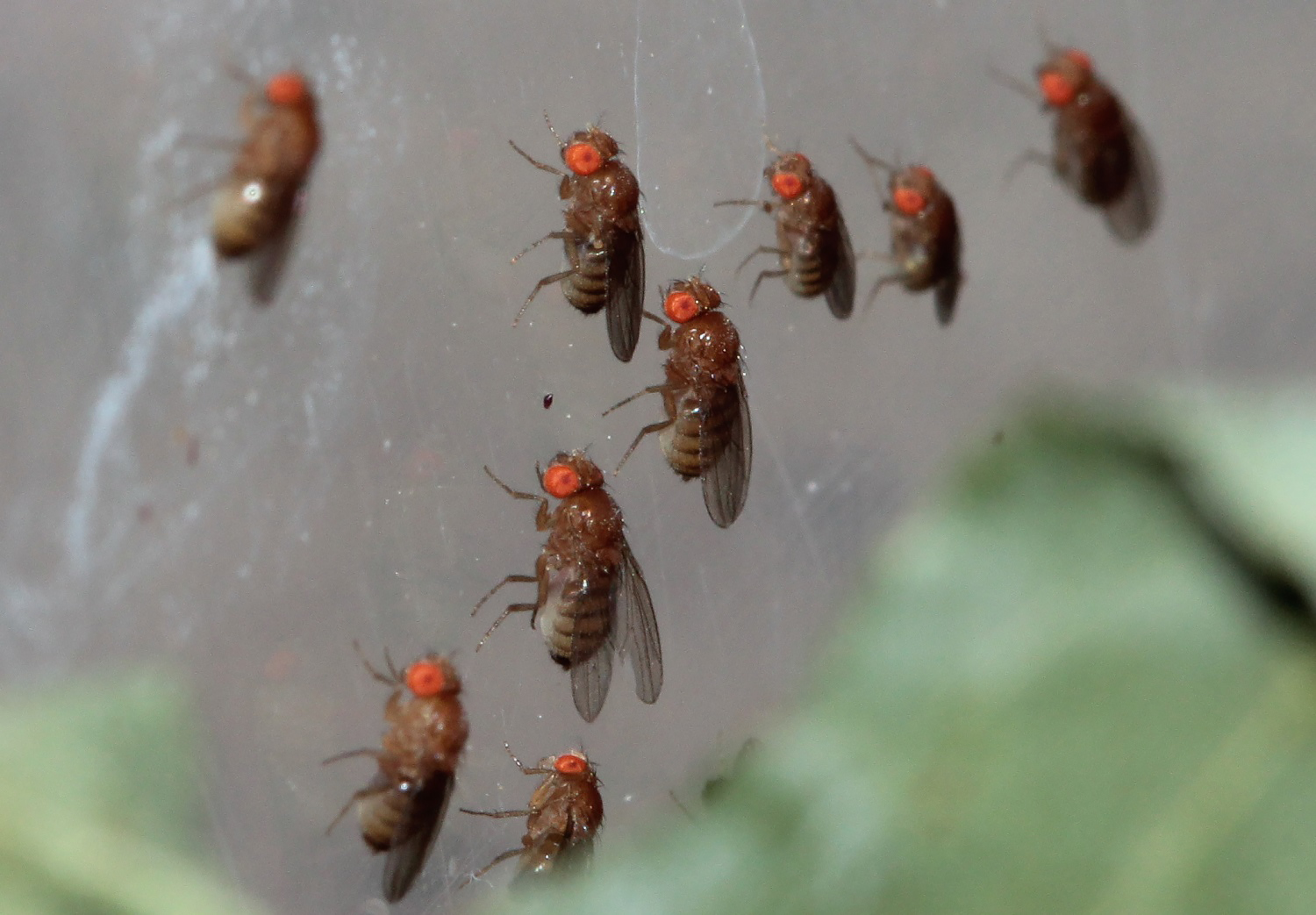 мухи для муравьев 