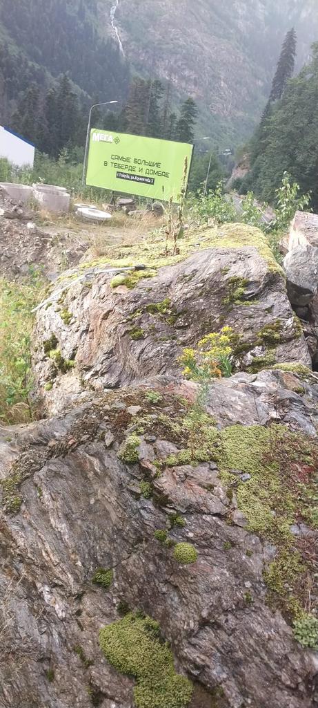 На переднем плане изображены большие камни, покрытые мхом и небольшими растениями. На заднем плане виден зеленый рекламный щит с надписью.