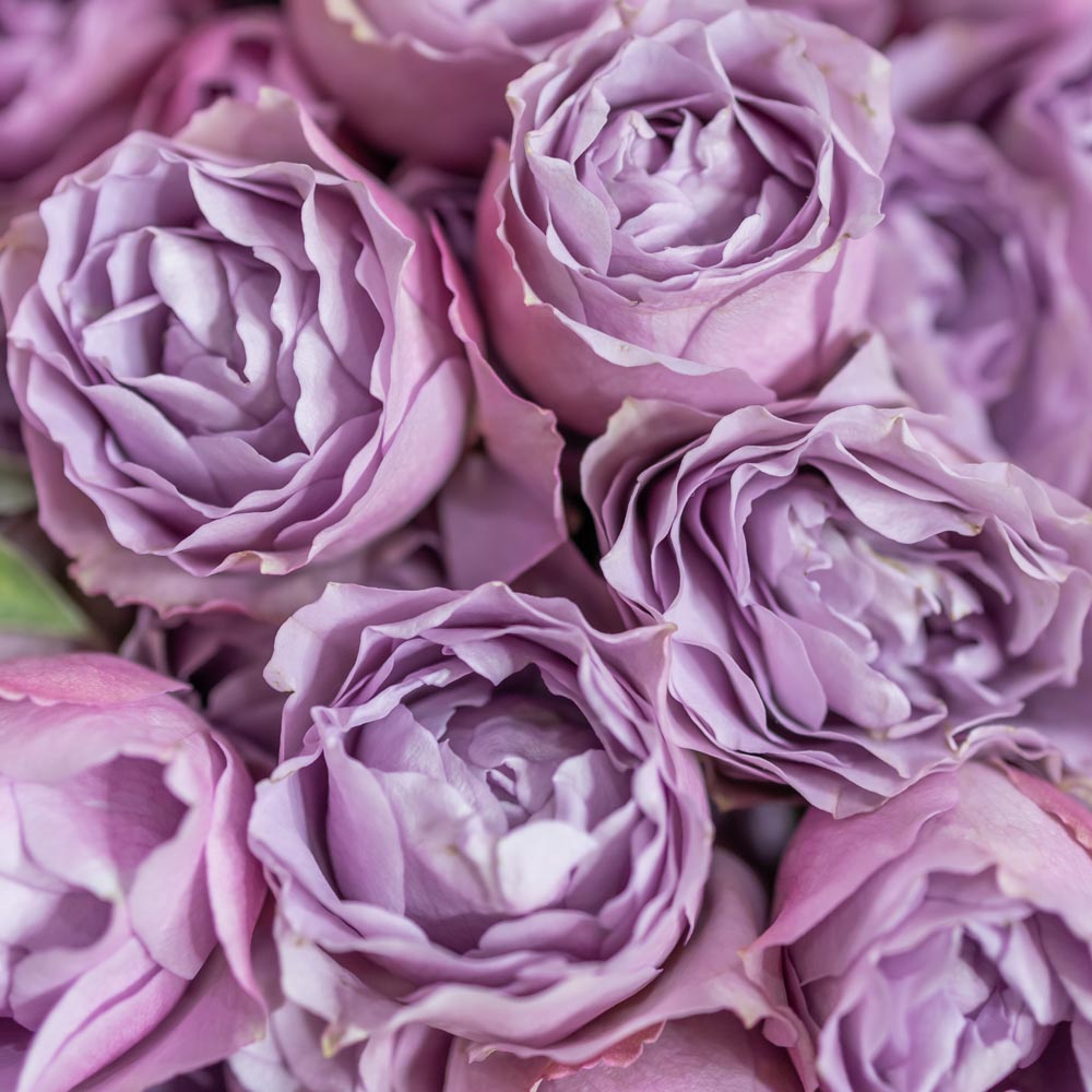 thursd — Amethyst Glow, цвет года 2025 аметист, букет из фиолетовых роз.jpg