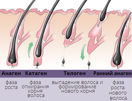 Сильное выпадение волос после короновируса - что делать?