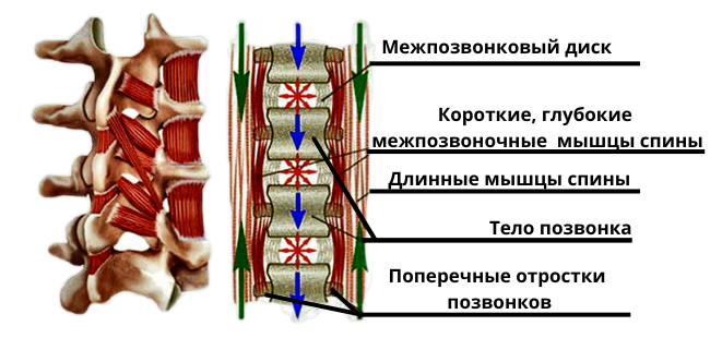 схема коротких глубоких мышц позвоночника.png