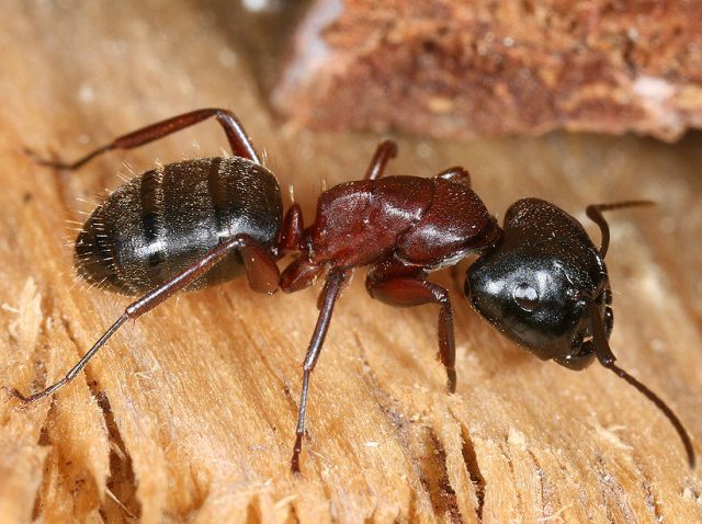 Camponotus herculeanus, типичный представитель рода
