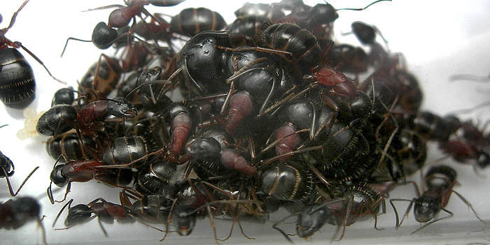 Ants communicating