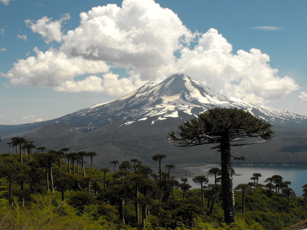 Araucaria_araucana3