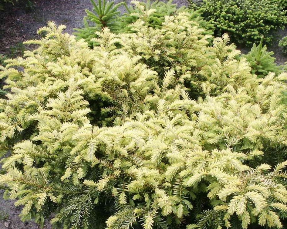 Тис ягодный (Taxus baccata elegantissima)