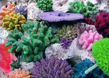кораллы.jpg