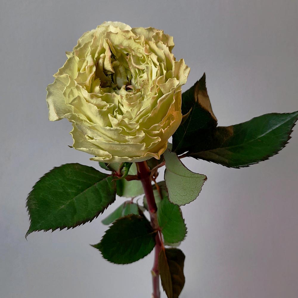 SecondFlor — Lime Cream, роза цвета лайм,розы лаймовых оттенков.jpg