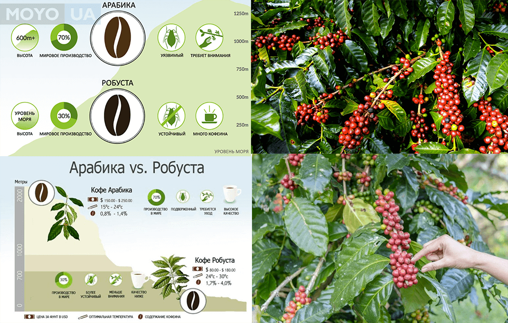 Кофе Арабика и Робуста. Сорта кофе Арабика и Робуста. Дерево арабики и робусты. Отличие арабики и робусты.