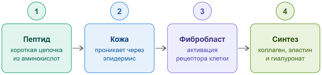 Схема работы пептидов в коже: от молекулы аминокислоты до синтеза коллагена и эластина