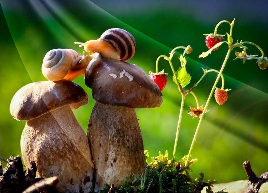 5 грибов для улучшения настроения