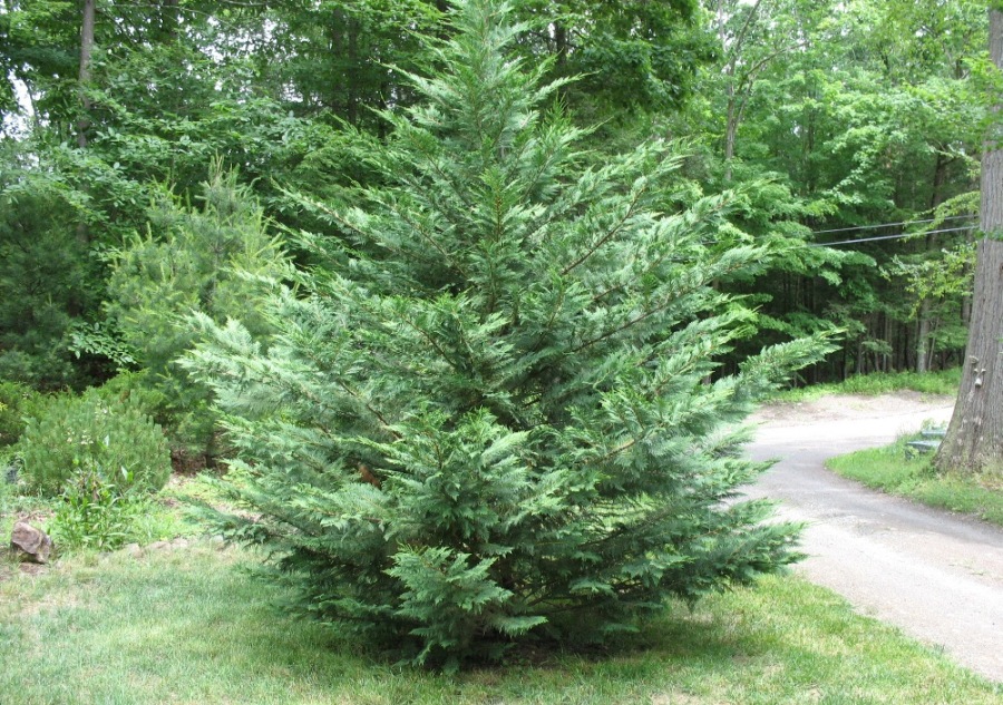 Chamaecyparis_pisifera_2