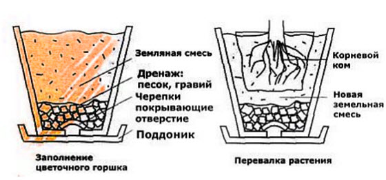 Посадка туи смарагд