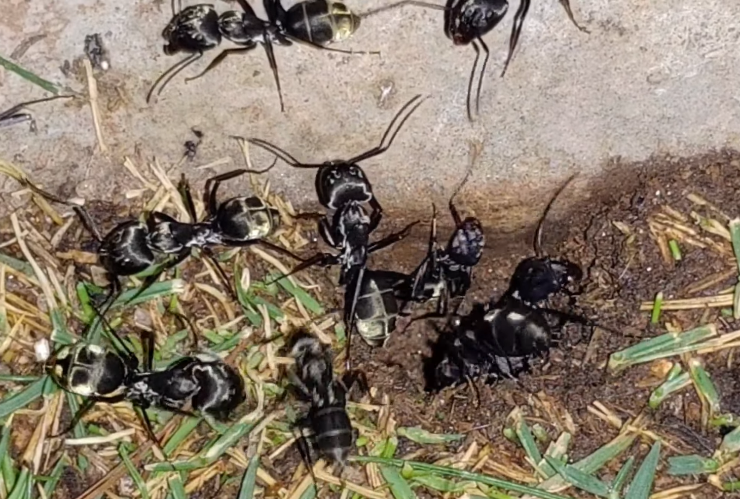Camponotus nicobarensis или Camponotus parius