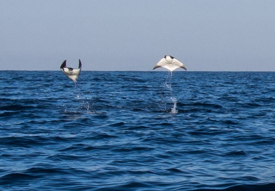 jumping-manta.jpg