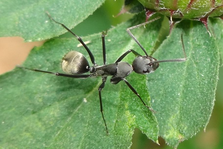 Camponotus nicobarensis или Camponotus parius