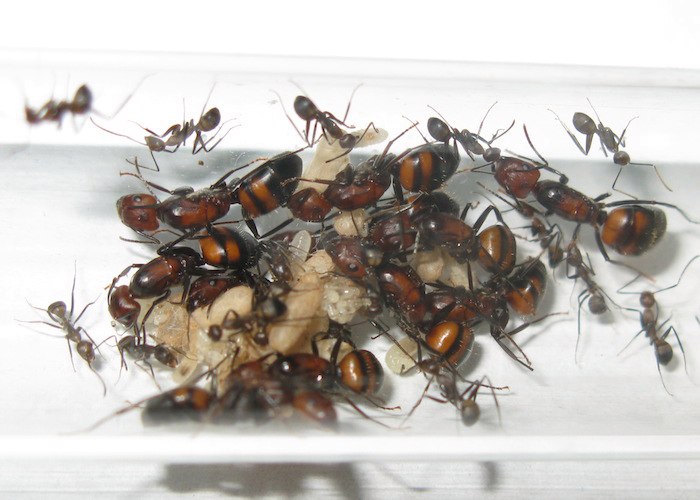 Camponotus nicobarensis или Camponotus parius