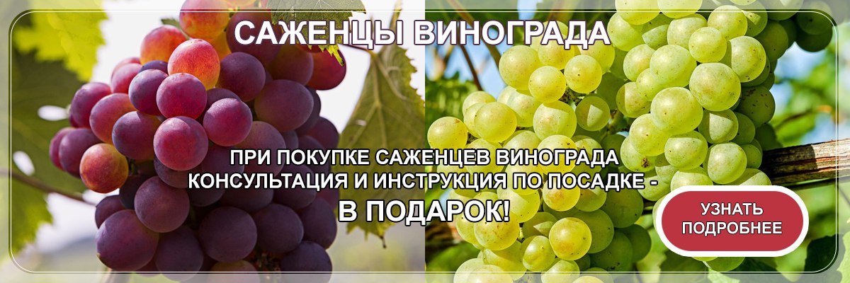 Саженцы винограда