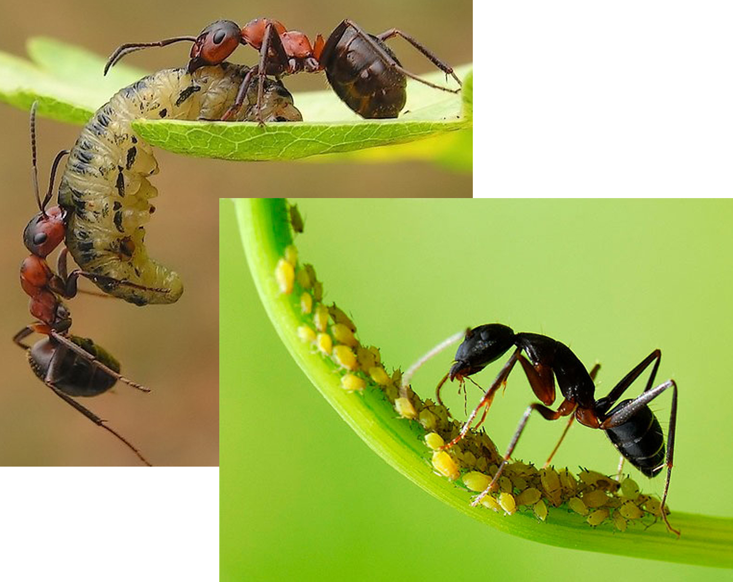 Чем кормить муравьев? | Полезная информация — интернет-магазин 4ants