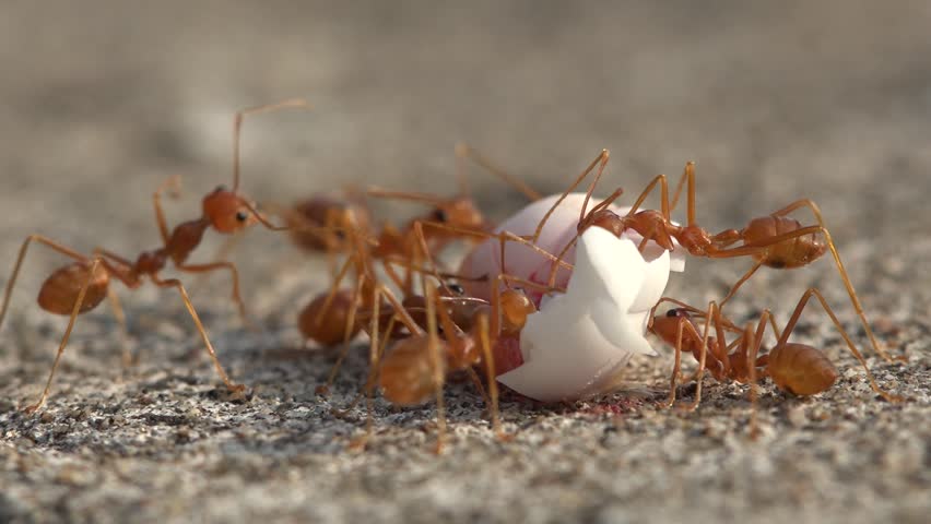 Информация о мучном черве для муравьев жнецов