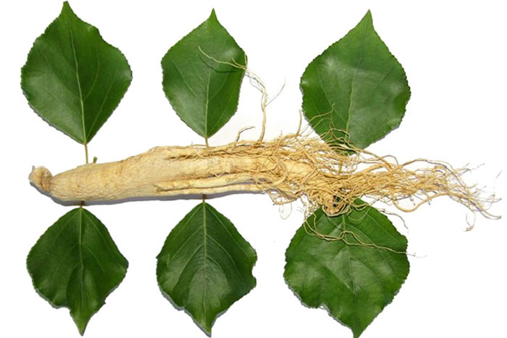 ginseng1.jpg