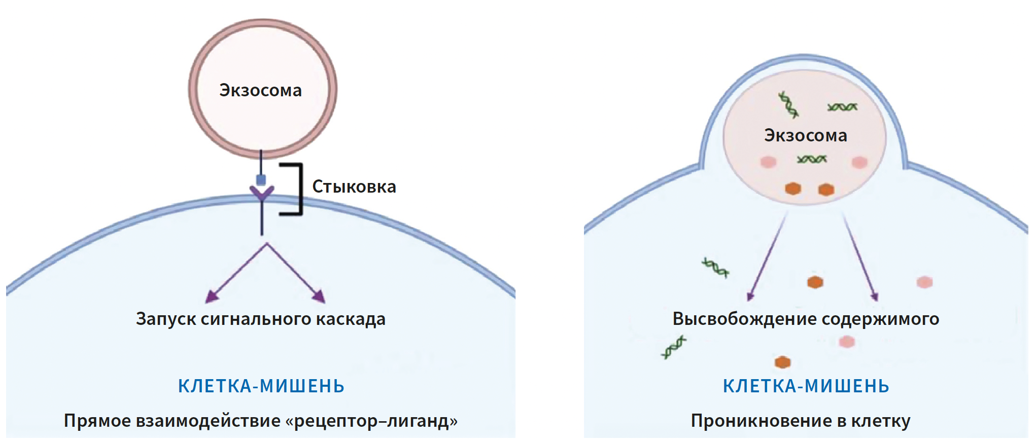 Эрнадес (КИТ МЕД) КМ 2-2025_Рис 7.png