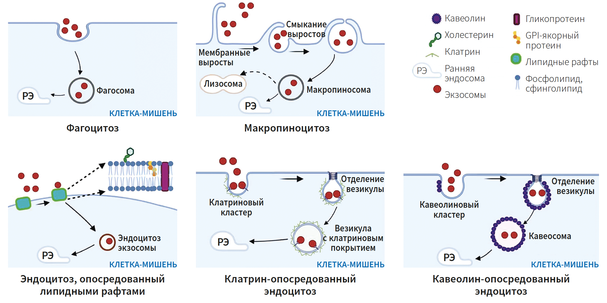 Эрнадес (КИТ МЕД) КМ 2-2025_Рис 8.png