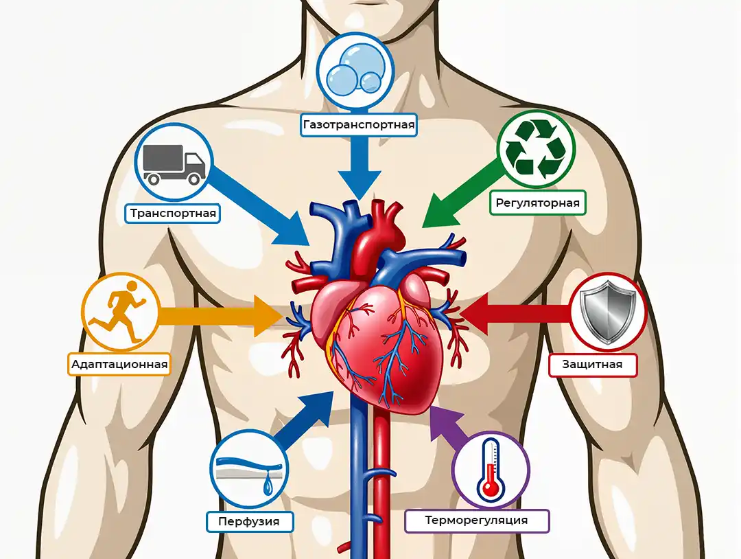 Функции сердечно-сосудистой системы