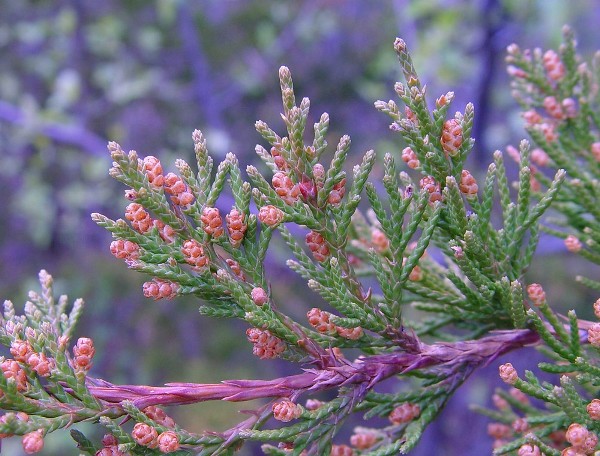 juniperus-virginiana-2