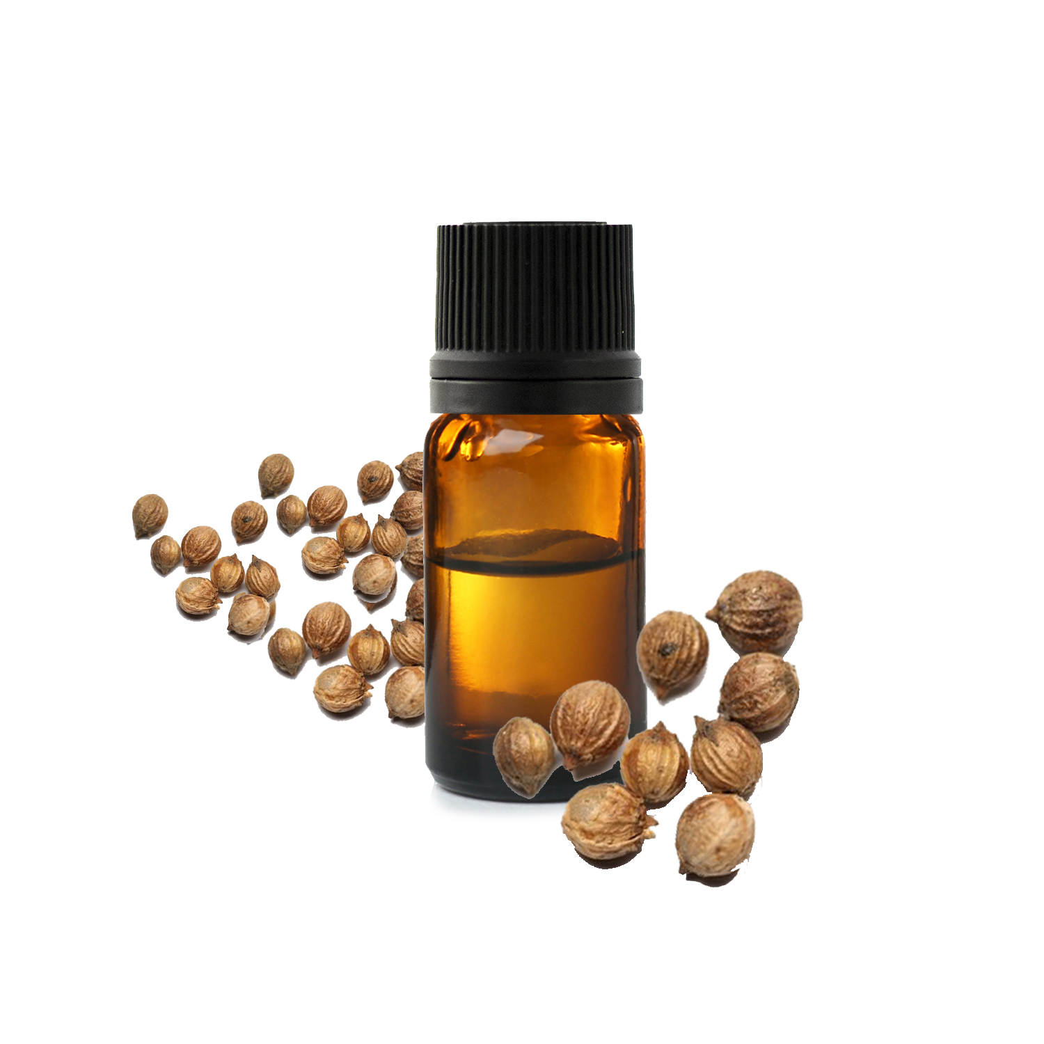 кориандр кориандр.jfif